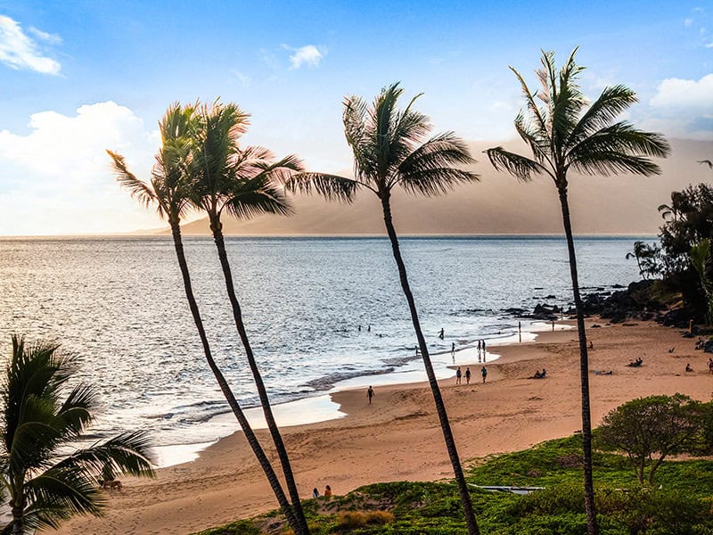 Beach sunset with palms
